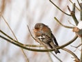 Chaffinch or chaffy bird