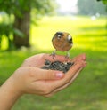 Chaffinch eats seeds from a woman`s hand
