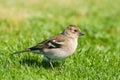 Chaffinch (Female)