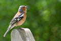 Chaffinch