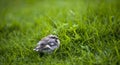 Chaffinch Fledgling (Fringilla coelebs)