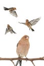 Chaffinch Royalty Free Stock Photo