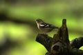 Chaffinch on the forest floor in the green glow of the evening light