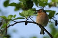 Chaffinch ( Fringilla coelebs ) Royalty Free Stock Photo