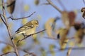 Chaffinch, fringilla coelebs Royalty Free Stock Photo