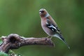 Chaffinch (Fringilla coelebs)