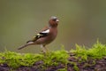 Chaffinch (Fringilla coelebs) Royalty Free Stock Photo