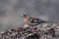 Chaffinch, Fringilla coelebs