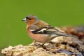 Chaffinch (Fringilla coelebs) Royalty Free Stock Photo