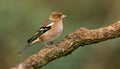 Chaffinch (Fringilla coelebs) Royalty Free Stock Photo