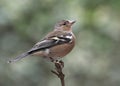 Chaffinch - Fringilla coelebs Royalty Free Stock Photo