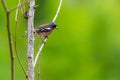 Chaffinch or Fringilla coelebs bird on branch in forest