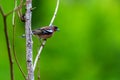 Chaffinch or Fringilla coelebs bird on branch in forest
