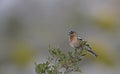 A Chaffinch singing, Crete