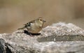 Chaffinch Royalty Free Stock Photo