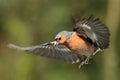 Chaffinch (Fringilla coelebs) in Flight Royalty Free Stock Photo