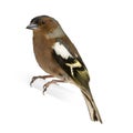 Chaffinch - Fringilla coelebs on its perch Royalty Free Stock Photo