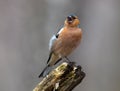 Chaffinch (Fringilla coelebs), male Royalty Free Stock Photo