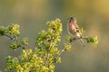 Chaffinch Fringilla coelebs Royalty Free Stock Photo