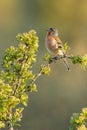 Chaffinch Fringilla coelebs Royalty Free Stock Photo