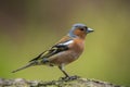 Chaffinch, Fringilla coelebs, male singing on a tree in a green forest Royalty Free Stock Photo