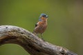 Chaffinch, Fringilla coelebs, male singing on a tree in a green forest Royalty Free Stock Photo