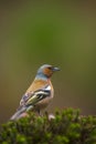 Chaffinch, Fringilla coelebs, male singing on a tree in a green forest Royalty Free Stock Photo