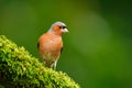 Chaffinch, Fringilla coelebs, orange songbird sitting on the nice green lichen tree branch with, little bird in nature forest habi