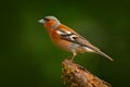 Chaffinch, Fringilla coelebs, orange songbird sitting on the nice green lichen tree branch with, little bird in nature forest habi