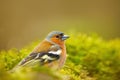 Chaffinch, Fringilla coelebs, orange songbird sitting on the nice lichen tree branch with, little bird in nature forest habitat, c Royalty Free Stock Photo