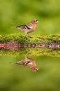 Chaffinch, Fringilla coelebs, orange songbird sitting on the nice lichen tree branch, little bird in nature forest habitat, mirror