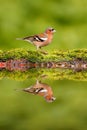 Chaffinch, Fringilla coelebs, orange songbird sitting on the nice lichen tree branch, little bird in nature forest habitat, mirror Royalty Free Stock Photo