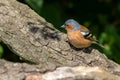 Chaffinch (Fringilla coelebs Royalty Free Stock Photo