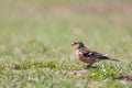 Chaffinch (Fringilla coelebs)