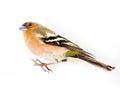 chaffinch (Fringilla coelebs) on white background Royalty Free Stock Photo