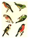 Chaffinch, Greenfinch, Linnet, Siskin, Goldfinch, Bullfinch, vintage engraving