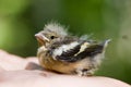 Chaffinch on a hand