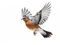Chaffinch  Made With Generative AI illustration Royalty Free Stock Photo