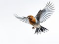 Chaffinch  Made With Generative AI illustration Royalty Free Stock Photo