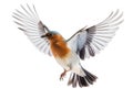 Chaffinch  Made With Generative AI illustration Royalty Free Stock Photo