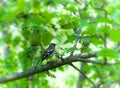 Chaffinch male bird on tree