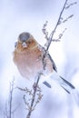 Chaffinch male, Fringilla coelebs, foraging in snow, beautiful cold Winter setting