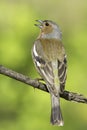 Chaffinch male / Fringilla coelebs