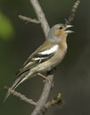 Chaffinch male / Fringilla coelebs