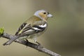 Chaffinch male / Fringilla coelebs