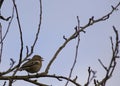 Chaffinch (Male)