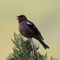 Chaffinch at Nestos Gorge, Northern Greece