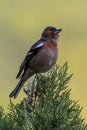 Chaffinch at Nestos Gorge, Northern Greece