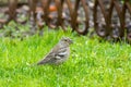 Chaffinch passerine bird eating sunflower seed on grass in garden, winter in Austria, Europe Royalty Free Stock Photo