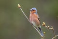 Chaffinch perched on a branch